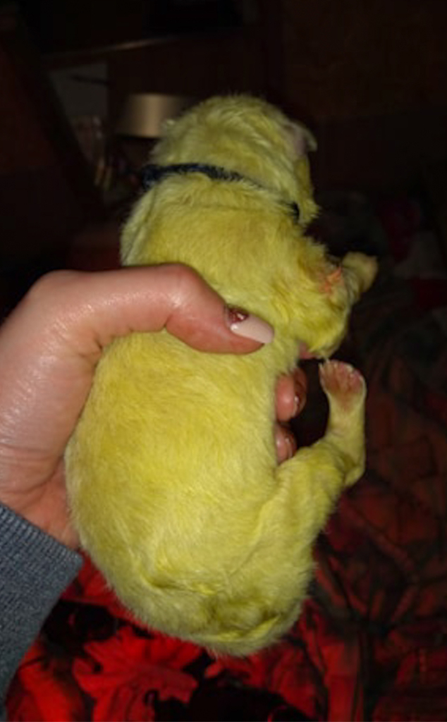 Hulk The Puppy Hulk The Puppy